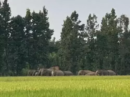 रात के सन्नाटे में आई दहशत: 65 हाथियों ने गांवों को बनाया रणभूमि, रौंद डाली सैकड़ों एकड़ फसल!