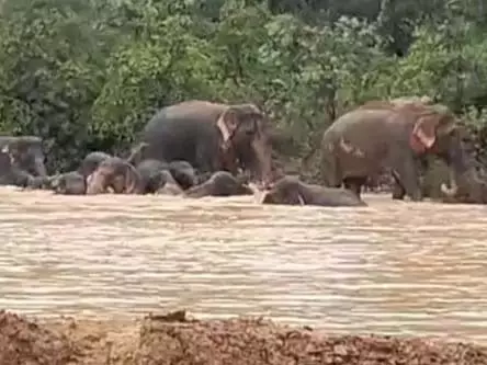 रायगढ़ तालाब में हाथियों ने दिखाई मस्ती, ग्रामीणों ने किया वीडियो कैद
