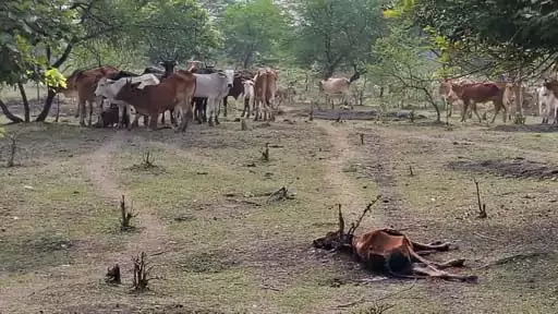 बेमेतरा में नर्सरी में बंद 100 बेसहारा पशुओं की मौत, चारा-पानी न मिलने से हालात हुए भयावह