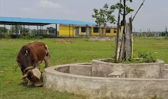 गौठान में भुखमरी से 12 मवेशियों की मौत, छत्तीसगढ़ हाईकोर्ट ने लिया गंभीर संज्ञान