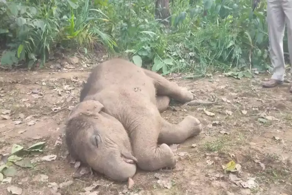 औरानारा में मिला मादा हाथी शावक का शव! पानी में डूबने से हुई मौत की पुष्टि, 22 हाथियों का झुंड इलाके में सक्रिय औरानारा में मिला मादा हाथी शावक का शव! पानी में डूबने से हुई मौत की पुष्टि, 22 हाथियों का झुंड इलाके में सक्रिय