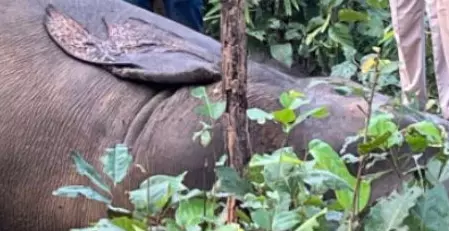 करंट के जाल में फंसी मौत… हाथी की तड़पती लाश से खुला राज, बीजेपी नेत्री के पति समेत तीन गिरफ्तार!