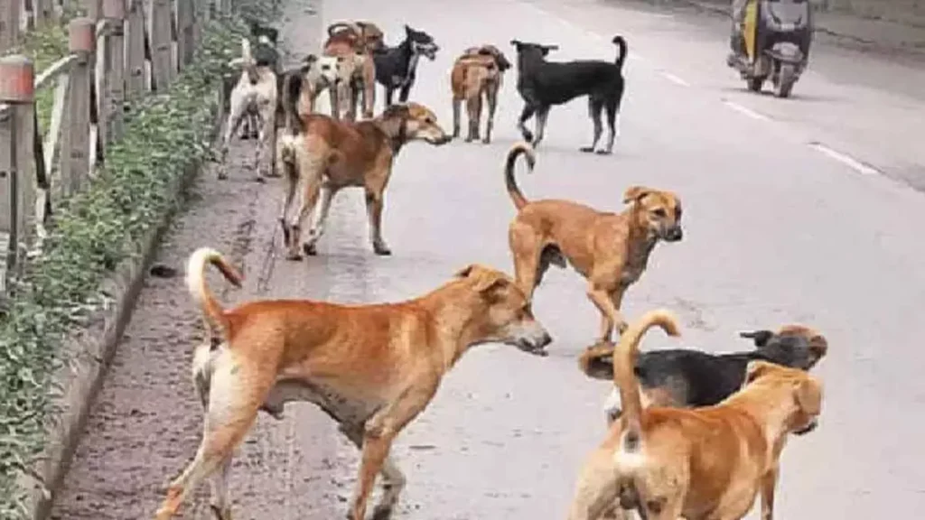 रायपुर में बच्चों की सुरक्षा को लेकर शिक्षा विभाग ने जारी किए कड़े निर्देश: आवारा कुत्तों से निपटने की नई व्यवस्था
