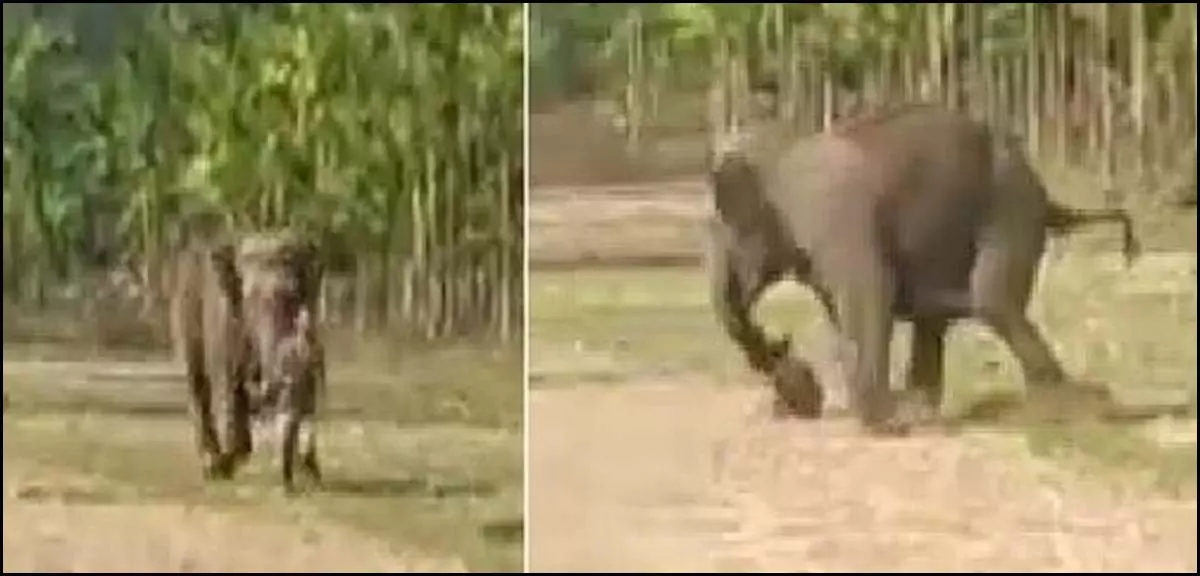 करंट से हाथी की मौत: वन विभाग ने 10 आरोपियों को किया गिरफ्तार
