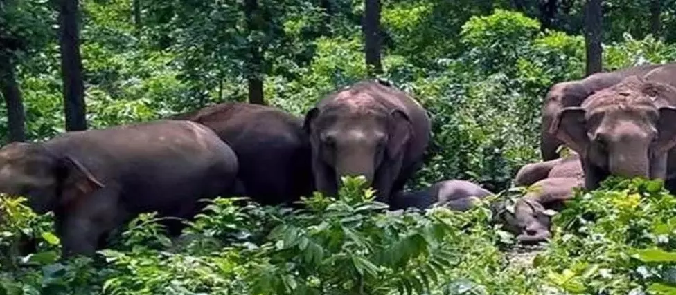 सूरजपुर में हाथियों के हमले में ग्रामीण की दर्दनाक मौत