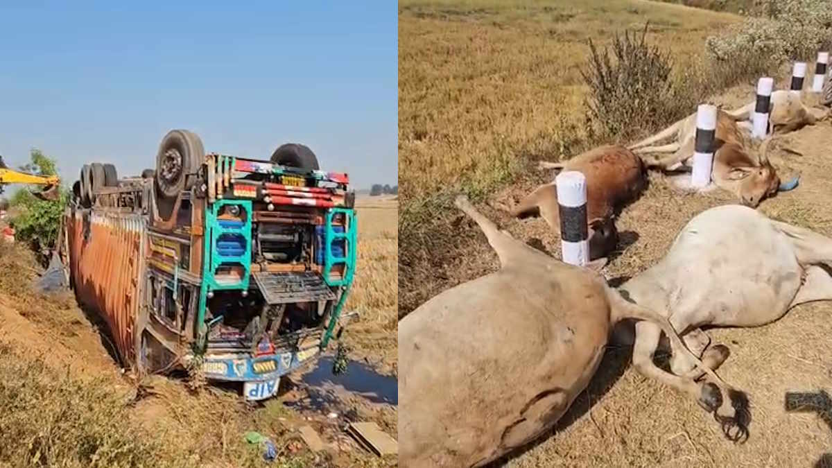 जगदलपुर में मवेशियों से भरा कंटेनर पलटा, 50 से अधिक गायों की दर्दनाक मौत, ग्रामीणों में गहरा आक्रोश