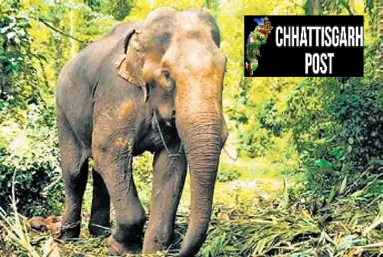 झारखंड में उत्पाती हाथी का आतंक जारी, 2 और लोगों की मौत