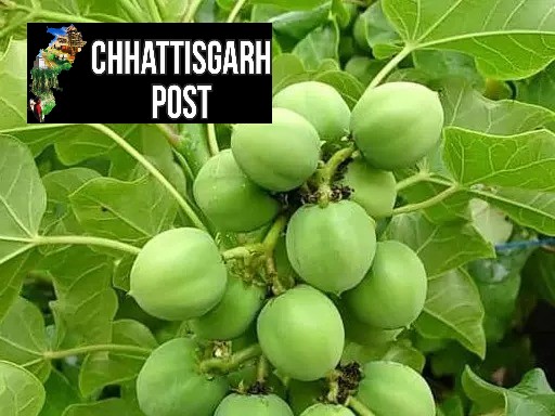 खैरागढ़ स्कूल में रतनजोत के फल खाने से 17 बच्चे बेहोश, हड़कंप मचा