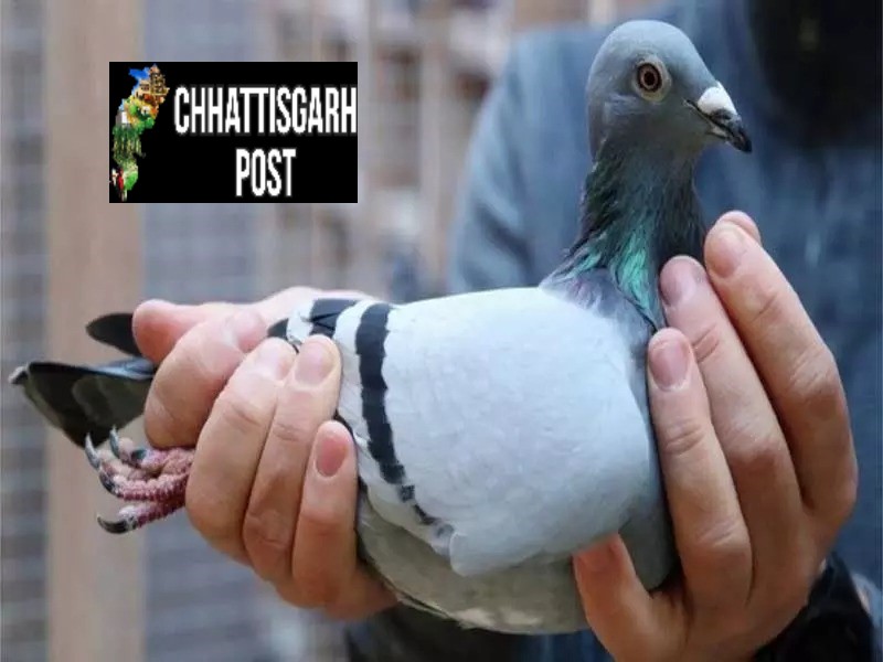 जम्मू: एलओसी के पास मिला संदिग्ध कबूतर, पैरों पर कोड वाले छल्ले