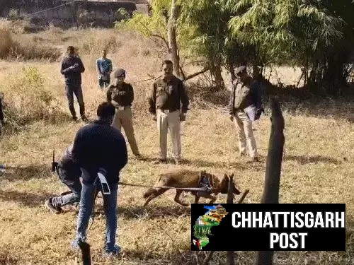 कोरबा में हत्या का खुलासा: स्निफर डॉग बाघा ने कातिल को चंद मिनटों में पकड़ लिया