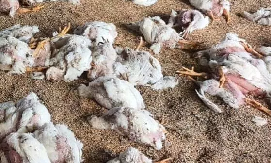 बोरियों में भरी लाशें… सड़क किनारे मिले सैकड़ों मरे मुर्गे, बर्ड फ्लू का खौफ बढ़ा