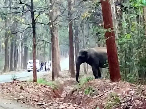 अचानक सड़क पर उतर आया हाथियों का झुंड… थम गया ट्रैफिक, रात होते ही गांव में मचा दिया तांडव अचानक सड़क पर उतर आया हाथियों का झुंड… थम गया ट्रैफिक, रात होते ही गांव में मचा दिया तांडव