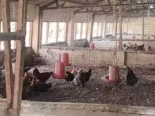 बर्ड फ्लू का ‘खौफ’! 10 किमी तक चिकन-अंडे पर बैन, रोज़ 50 लाख का कारोबार ठप