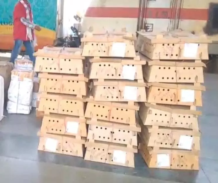 बर्ड फ्लू के साए में पहुंची रहस्यमयी खेप, स्टेशन पर खुले में उतरे हजारों चूजे, बढ़ा बड़ा खतरा