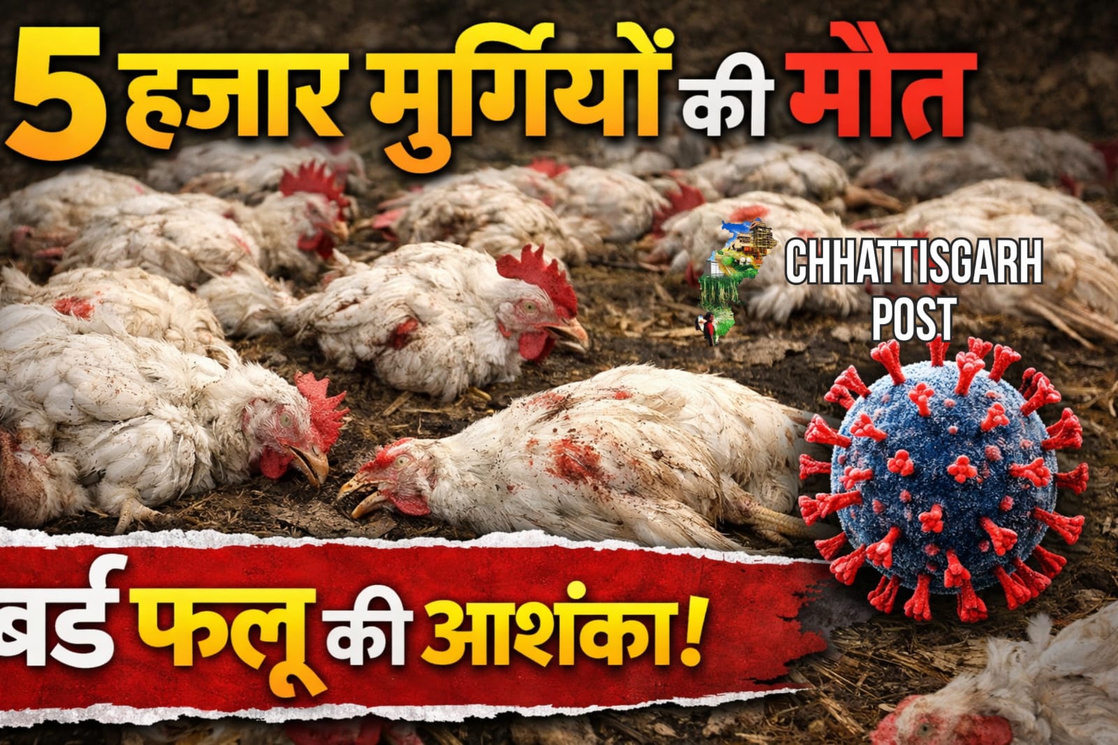 5 हजार मौतों के बाद खुला खौफनाक राज! बिलासपुर में बर्ड फ्लू की पुष्टि, अब पूरे इलाके में सख्त बंदिशें