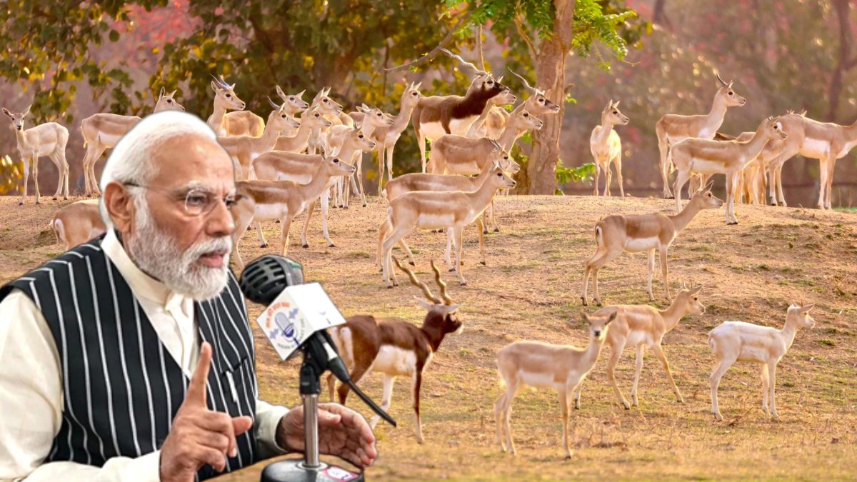 जंगल में लौटी ‘काली छलांगों’ की गूंज… बारनवापारा में विलुप्त काले हिरणों की वापसी, अब फिर दौड़ता दिख रहा जंगल का राज