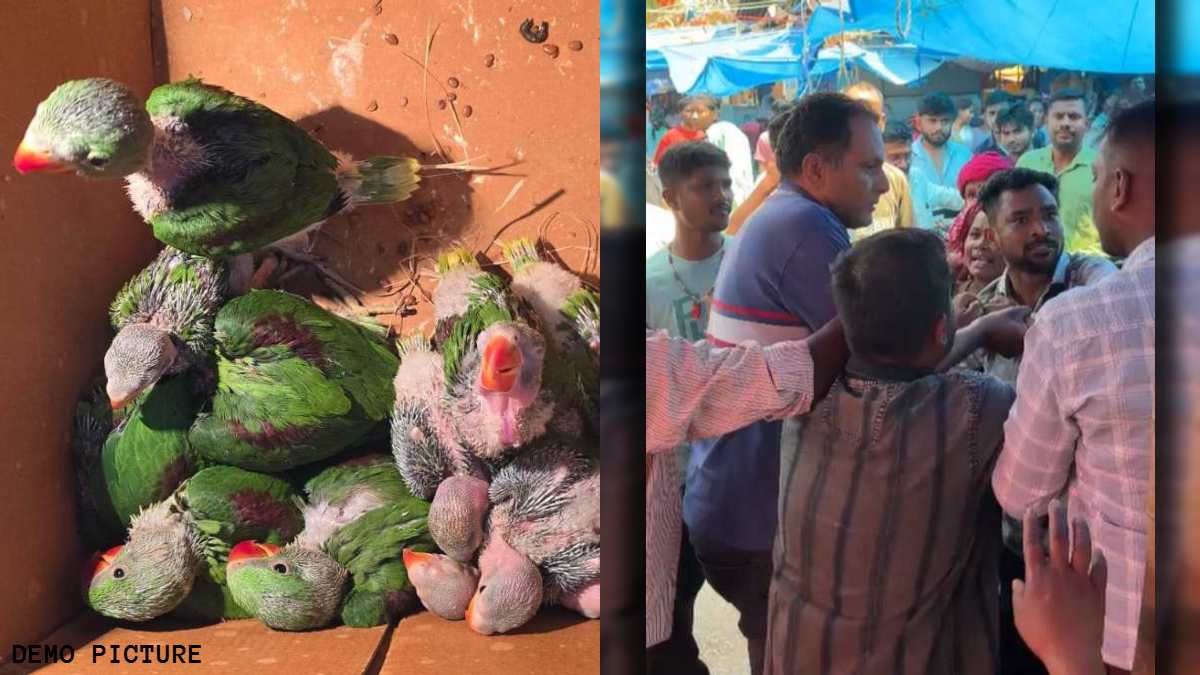 तोतों की तस्करी पकड़ने गई टीम पर हमला… रेंजर को खंभे से बांधकर पीटा, जंगल के पीछे कौन चला रहा है यह खौफनाक खेल?