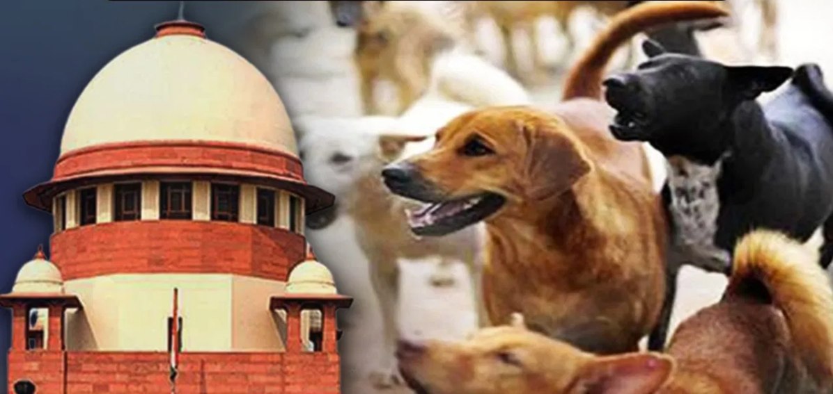 सड़क पर मौत बनेंगे आवारा कुत्ते या हमेशा के लिए होंगे कैद? आज सुप्रीम कोर्ट सुनाएगा बड़ा फैसला