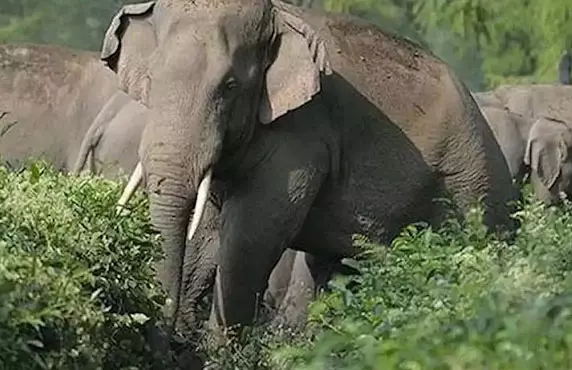 खेतों के रास्ते गांव में घुसा खूंखार दंतैल, ग्रामीण को पटक-पटककर मार डाला! इलाके में हाईअलर्ट जारी