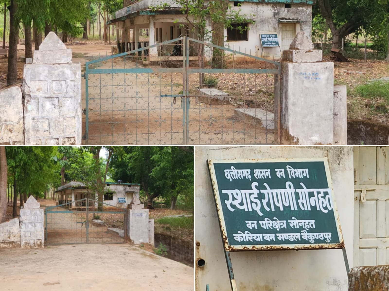 चंदन कांड से दहला कोरिया! सरकारी नर्सरी में रातों-रात गायब हुए बेशकीमती पेड़, वन विभाग पर सिंडिकेट के आरोप, आंदोलन की चेतावनी