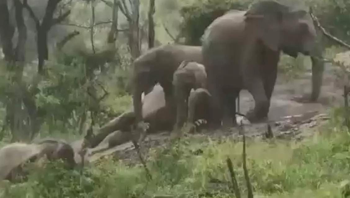 VIDEO: खेतों में मस्ती करते दिखे 12 हाथी, लेकिन किसानों के लिए बन गए आफत! वायरल हुआ दिलचस्प नजारा