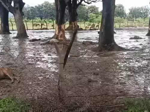 गौठान में एक के बाद एक मवेशियों की मौत, 30 शवों के दावे से मचा हड़कंप; चारा-पानी और शेड की व्यवस्था पर उठे सवाल