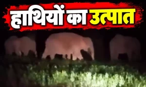 सूरजपुर में 12 हाथियों के दल से मचा हड़कंप, खेतों में घुसकर फसलें कर रहे तबाह; गांवों के करीब पहुंचा झुंड, वन विभाग ने जारी की सतर्कता की अपील