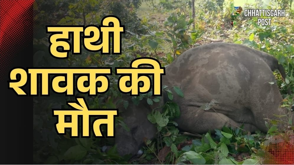 Breaking Surguja: झटका तार की चपेट में आया हाथी का शावक, करंट लगने से मौत! हादसे के बाद पूरी रात चिंघाड़ते रहे हाथी, दहशत में बीती ग्रामीणों की रात