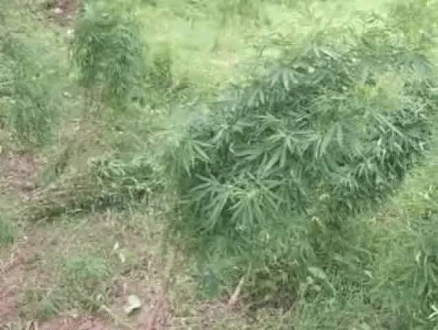 कपास-मिर्ची की फसल के बीच छिपाकर उगा रहे थे गांजा, पुलिस की दबिश से मचा हड़कंप; 204.88 किलो के 82 पौधे जब्त, एक आरोपी गिरफ्तार